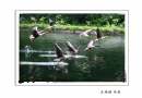 长隆飞鸟乐园创作团摄影作品欣赏(45)_在线影展的作品